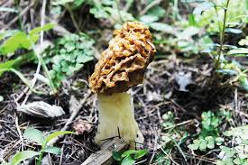 But you already know this. Chasing Wild Mushrooms That Cost Rs 40 000 Per Kg Forbes India