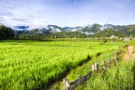 Nasi daripada beras baru sungguh enak. Paddy Field Stock Photo Image Of Green House Sawah 28338972