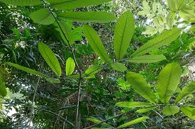 Image result for Monodora