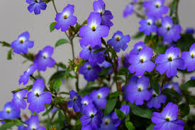 Image result for Browallia americana