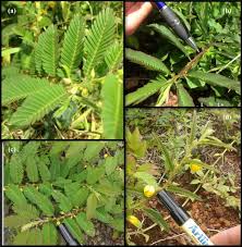 Pedro/torch alcohol extraction get some 151 alcohol and use a pint jar poor in torch or pedro powder poor in enough alcohol to fill rest of jar put cap on shake many times daily. Phenolic Variation Among Chamaecrista Nictitans Subspecies And Varieties Revealed Through Uplc Esi Ms Ms Chemical Fingerprinting Springerlink
