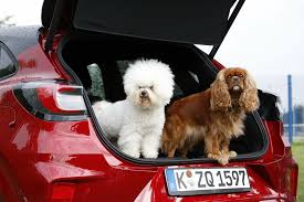 Full of useful tips and tricks, these 10 dog hair removal methods will leave your car. Tips For Removing Animal Hair From Your Car Autoplus Byri