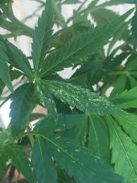 Check spelling or type a new query. Little Small White Spots On Marijuana Leaves Grasscity Forums The 1 Marijuana Community Online