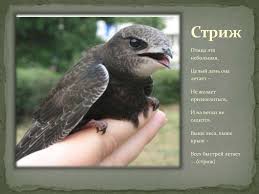 Результат пошуку зображень за запитом "стриж"