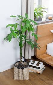 Aber sind pflanzen auch im schlafzimmer unproblematisch? Zimmerpflanzen Im Schlafzimmer Garten Fraulein