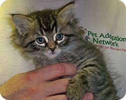 Are you looking for a new companion? Pin On Maine Ly Coons