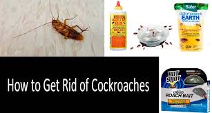 how to get rid of roaches best ways in