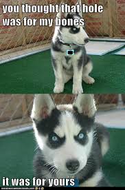 Animal Memes Insanity Pup Which Are Now Mine Puppy Meme Funny Animals Funny Dog Memes