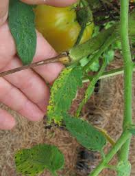 Image result for Septoria leaf spot of tomato