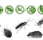 Dératisation à Rabat Maroc - ADIC HYGIÈNE société anti ...