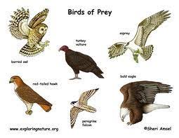 Check spelling or type a new query. All About Birds Of Prey Easy Science For Kids Birds Of Prey Prey Animals Birds