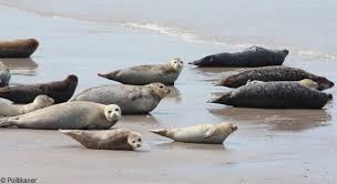 Common And Grey Seals Britishseafishing Co Uk