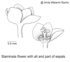 Image result for Phyllanthus martinii