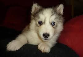 If you're looking for a husky breeder in north carolina that is recognized by the american kennel club, look no further than my husky hollow. Siberian Husky Puppy For Sale Adoption Rescue For Sale In Boone North Carolina Classified Americanlisted Com