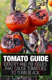 Maybe you would like to learn more about one of these? Have Black Tomato Leaves Identify And Fix The Problem