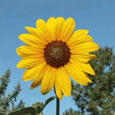 A quirky murder mystery based in a housing society called sunflower. Helianthus Annuus Annual Sunflower Wildflower Seed