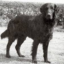 Flat Coated Retriever Dog Breed Information