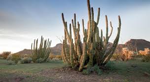 Whether you have a science buff or a harry potter fa. Where Does The Organ Pipe Cactus Grow Trivia Questions Quizzclub