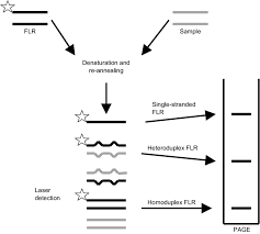 After 12 great years, albert mboyo sambi lokonga will be leaving rsca. Diagrammatic Representation Of The Rsca Method The Flr Pcr Product Download Scientific Diagram
