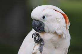 Cockatoos can become aggressive, sometimes lunging at or biting members of your family. Basic Information Sheet Cockatoo Lafebervet