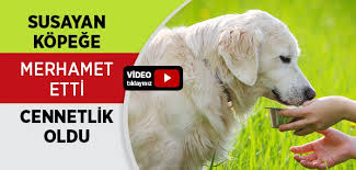 Kopege Su Veren Kadin Islam Ve Ihsan
