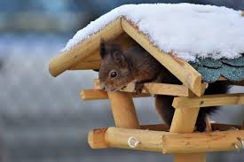 Zo Doe Je Dat: Dieren in de Tuin de Winter door Helpen