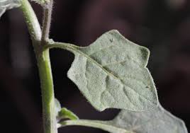 Image result for Solanum villosum