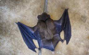 Quand elles se suspendent, leur poids exerce une traction sur des tendons qui maintiennent les griffes en. La Chauve Souris Comment Vit Elle Quelles Especes Peut On Rencontrer En France