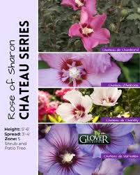 Image result for Hibiscus torrei