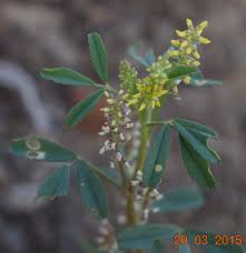 Image result for Melilotus indicus