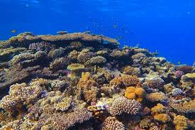 Image result for foto moud Forsterův