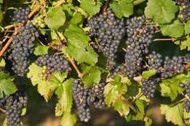 Maybe you would like to learn more about one of these? La Frutta D Autunno Calorie E Proprieta Dietaland