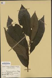 Image result for Pouteria altissima