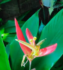 Image result for Tapinanthus forbesii