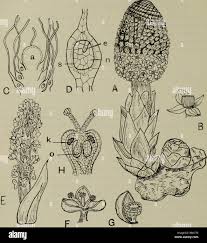 Image result for Sarcophyte