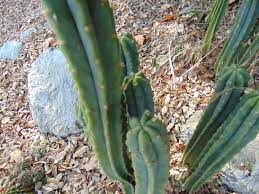 After one month, check if your san pedro cactus has rooted. Is This A Pc Clone Or Is This Good San Pedro Druggardening