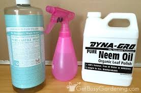 Maybe you would like to learn more about one of these? How To Get Rid Of Mealybugs On Your Houseplants For Good