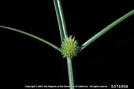 Image result for Kyllinga stenophylla