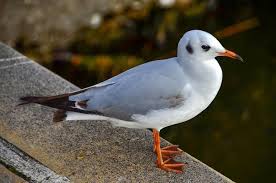 Bird With Red Dot On Back Of Head Gulls Also Called Seagulls Sci Laridae Are Family Coastal Birds Sea Lake River Medium To Large Size Often With Black Coastal Birds Lake Birds For Kids