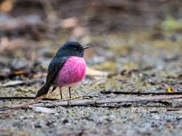You are most welcome to register for an account, which. Pink Robin Ebird