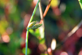 Image result for Schoenoplectiella roylei