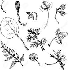 Set Von Tinte Zeichnen Wilden Blumen Krauter Und Blatter Strichzeichnung Wilde Pflanzen Botanische Illustration Im Vintage Stil Isoliert Floral Set Zeichnen Gezeichnet Hand Vektor Illustration Lizenzfrei Nutzbare Vektorgrafiken Clip Arts