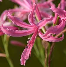 Image result for Nerine