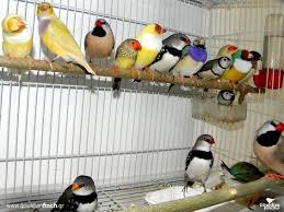 Bird Aviary For Sale Nsw Pin On Animals