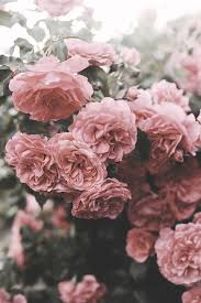Summer Garden Flower Aesthetic Flowers Photography Beautiful Flowers