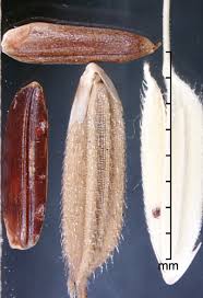 Image result for Oryza longistaminata