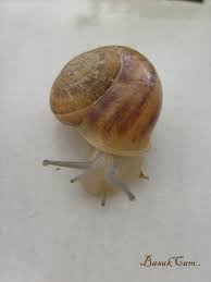 degisik panosundaki pin
