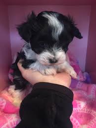 True to their parent breeds, maltipoos are affectionate and gentle. Our Adorable Maltipoo Pups Are 5 Riyem Wildflower Farms Facebook