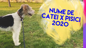 Și cu siguranță nu vrei un nume prea comun, ci unul original. Top 20 Nume De Catei Si Pisici 2020 Tendinte Nume Animale De Companie Evrabie Youtube