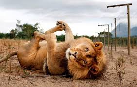 Résultat de recherche d'images pour "image lion"